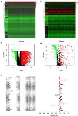 Identification of an Individualized Immune-Related Prognostic Risk Score in Lung Squamous Cell Cancer